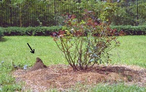 IMG_0452.PNG